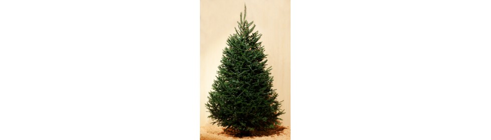 Canaan fir